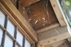 Trichonephila clavata