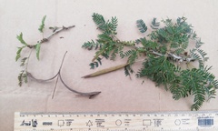 Calliandra rubescens