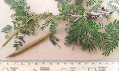 Calliandra rubescens