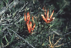 Lambertia multiflora