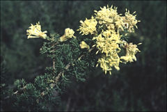 Petrophile chrysantha