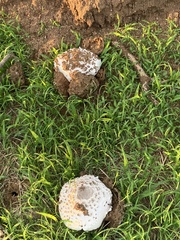 Termitomyces schimperi