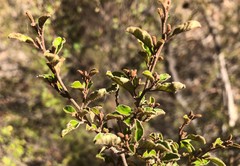 Pomaderris paniculosa