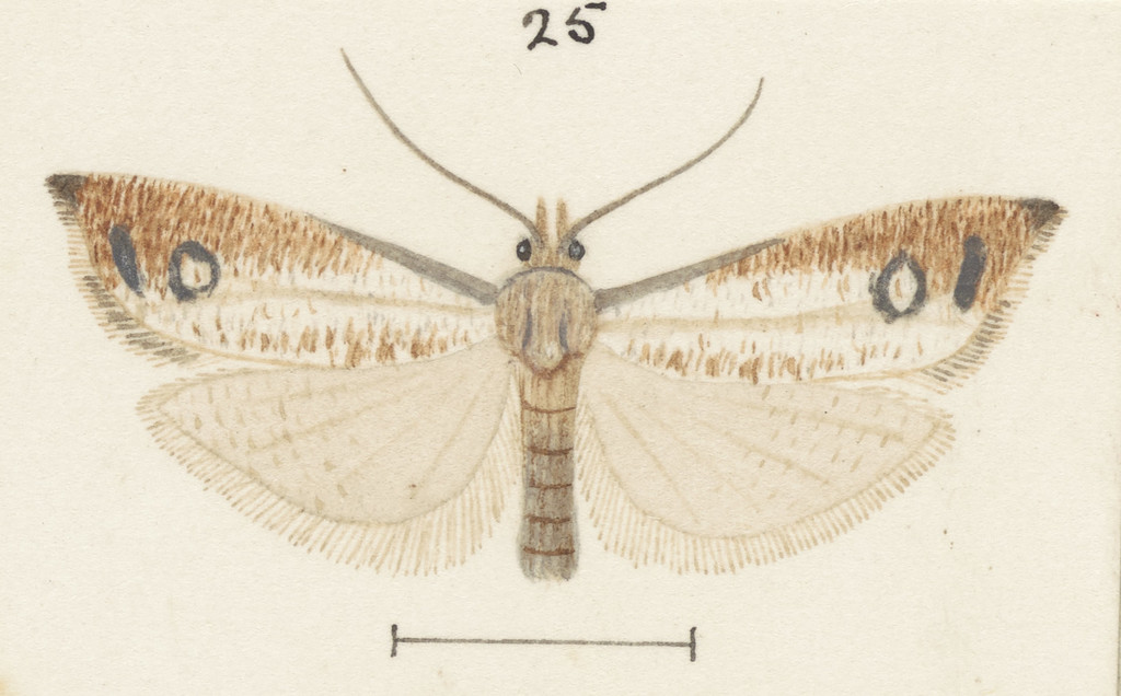 Holocola dolopaea