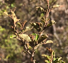Pomaderris paniculosa