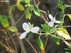 Carlowrightia