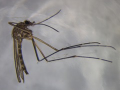 Aedes antipodeus