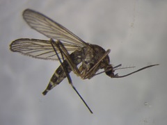 Aedes antipodeus