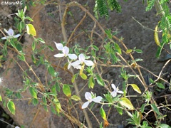 Carlowrightia
