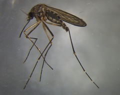 Aedes antipodeus