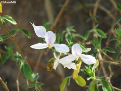 Carlowrightia