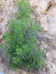 Dyscritothamnus mirandae