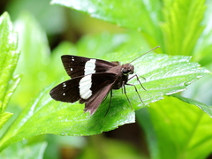 Notocrypta waigensis