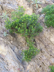 Dyscritothamnus mirandae