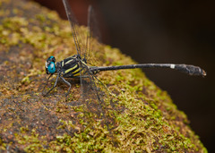 Heliogomphus promelas