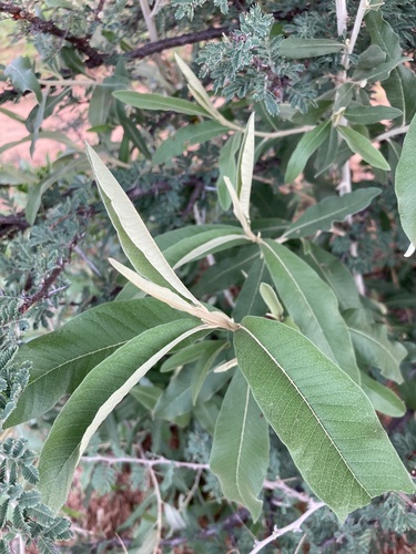 Tarchonanthus camphoratus image