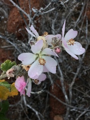 Malacothamnus clementinus