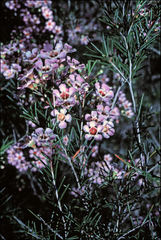 Chamelaucium