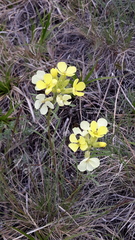 Erysimum flavum