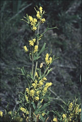 Synaphea spinulosa