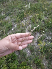 Piptatherum holciforme