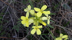 Erysimum flavum