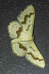 Idaea iodesma