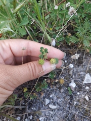 Medicago praecox