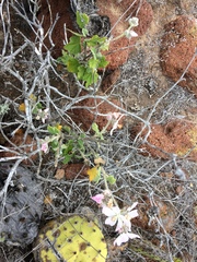 Malacothamnus clementinus