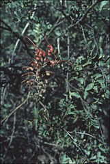 Grevillea bipinnatifida