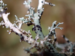 Opegrapha sphaerophoricola