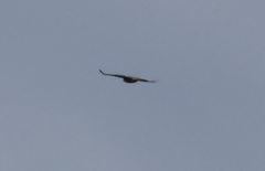 Buteo jamaicensis