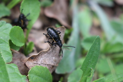 Arima marginata