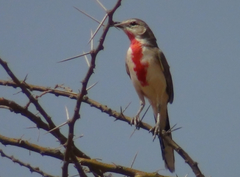 Rhodophoneus cruentus