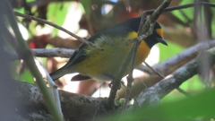 Euphonia minuta