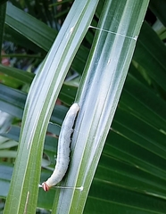 Cephrenes augiades