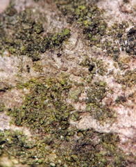 Bilimbia sabuletorum