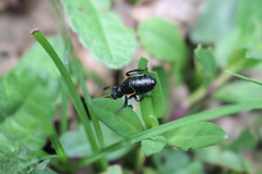 Arima marginata