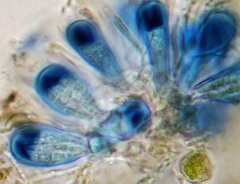 Bilimbia sabuletorum