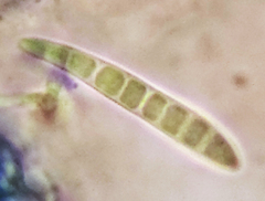 Bilimbia sabuletorum