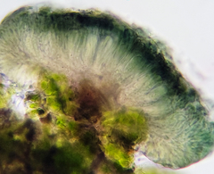 Bilimbia sabuletorum