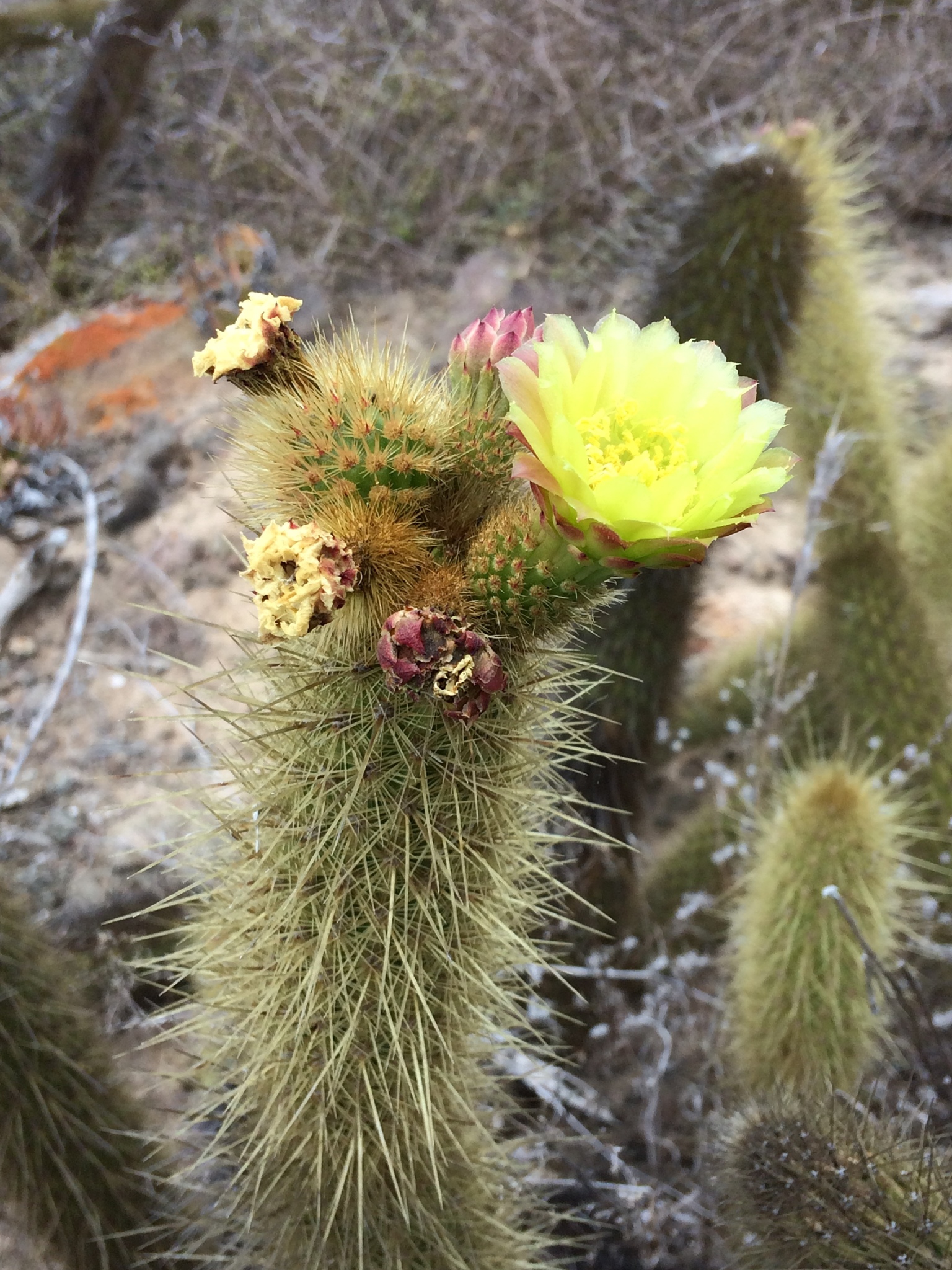 Bergerocactus emoryi