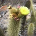 Bergerocactus emoryi - Photo (c) Justyn Stahl,  זכויות יוצרים חלקיות (CC BY-NC), הועלה על ידי Justyn Stahl