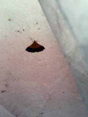 Pyrausta bicoloralis