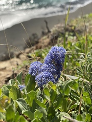 Ceanothus thyrsiflorus griseus