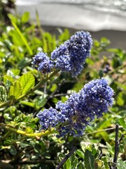 Ceanothus thyrsiflorus griseus