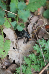 Arima marginata