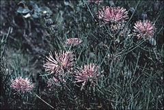 Isopogon divergens