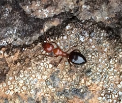 Camponotus bakeri