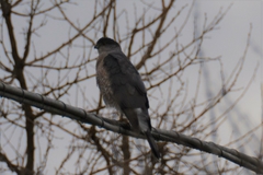 Accipiter cooperii
